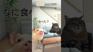 【実話】豚飼いが豚肉食べた話 #猫ミーム #マイクロブタ #meems #piglife