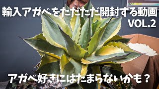 輸入アガベをただただ開封する動画 Vol.2