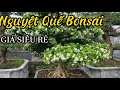 Giao Lưu cây Nguyệt Quế Bonsai Giá Siêu Rẻ