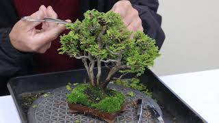 盆栽教室　bonsai classroom  2019 December