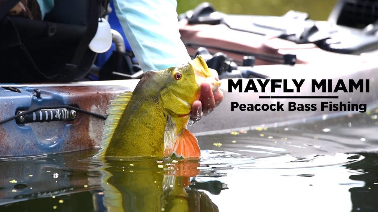 Kayak Fly Fishing | Peacock Bass In Miami - YouTube