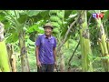 agriculture កសិកម្ម ដំណាំចេកណាំវ៉ាតឿ low stem bananas