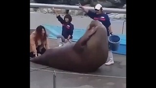 WALRUS DOING SIT-UPS