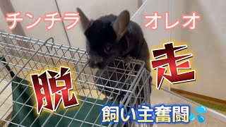 【チンチラ】脱走を企てるチンチラがこちらです。