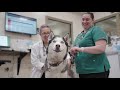 CSU Veterinary Diagnostic Imaging