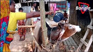 গরুর কাশির চিকিতসা ও সর্দি,জর হলে ঘন কফকে তরল আকারে পরিষ্কার করতে কার্যকরী মেডিসিন.