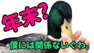 【pet duck】何事もない日常に潜む幸せ【合鴨のペット】