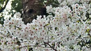 万葉の森公園の桜 P編