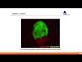 Webinar: Stem Cell Reprogramming