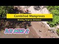 DJI MINI 2 Cambihod Mangroves