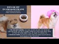 강아지 사료 고민 건식 사료의 숨겨진 진실 3가지 concerned about your dog s food 3 hidden truths about dry dog food