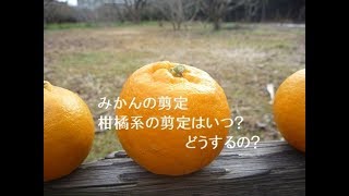 みかんの剪定はいつ?どうすればいいの?