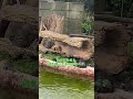 かわいいリスザルさん💚熊本市動植物園 shorts