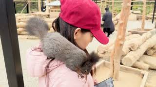 2024.11.7 日本岐阜県高山市 リスの森 飛騨山野草自然庭園