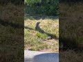 The wild iguanas of South Florida