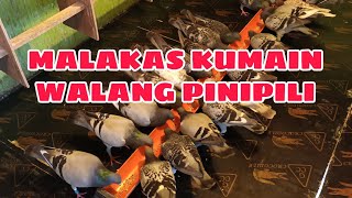 TIPS PARA MALAKAS KUMAIN ANG KALAPATI!✌