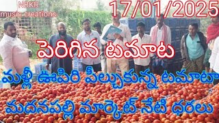 17/01/2025/ మదనపల్లి టమాటా కు పెరిగిన డిమాండ్, ఊహించని విధంగా పెరిగిన ధరలు 150/నుంచి 500/రూపాయలు.