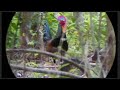 🐓Hunting ayam hutan hujau Spot baru | full ayam tapi takdir berkata lain 😂