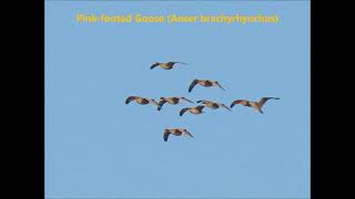 Pink-footed Goose (Anser brachyrhynchus)  RETNR  02-01-2022