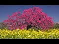 八重桜が咲き誇る小布施町の桜堤・4k