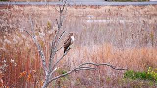 飛翔するノスリ Buteo japonicus