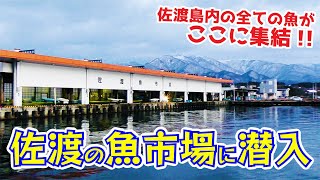 佐渡の魚市場で初めての競り＆水揚げ見学をしてきました