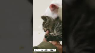 ウチューネコ、母性の目覚めの時（2015年） #cat #猫 #保護猫 #子猫 #kitten #ねこ #こねこ #animal #babycat #cute #ships