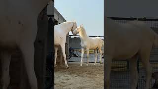 nukra baby horse   | nukra horse | horse baby | horse lover