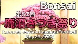 May 31, 2023 [Bonsai] The 52nd Kanuma Satsuki Bonsai Festival #bonsai #bonsai #festival