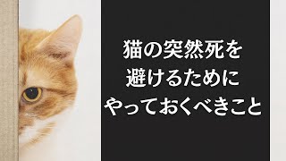 犬とは違う！猫のフィラリア症: 蚊がもたらす危険な病気