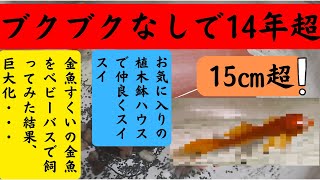 【金魚すくいの金魚】ブクブクなしで14年超｜水道水ですくすくスイスイ｜仲良しコンビ｜長生き