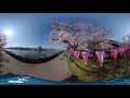 8k 360vr 隅田公園の桜 2020 お花見vr cherry blossoms 【qoocam 8k】