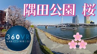 8K 360VR : 隅田公園の桜 2020 お花見VR --Cherry Blossoms--【QooCam 8K】