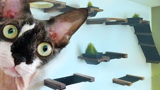 I Turned My Living Room Into A $600 Indoor Custom Cat House || Hannah Hart