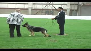 2010 GSDCA National  Judge Barbara Amidon Best of Breed Bitches