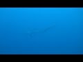 2012年八丈島海の生物【ニタリ】5 24夕方のナズマド