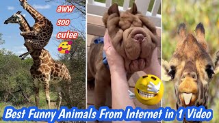 Funniest Pets of 2024 || From TikTok || try not to laugh challenge