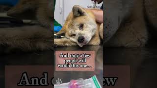 Unfortunately, videos of this doggy always get very little attention, and we don’t really know why.