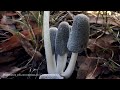 Навозник обыкновенный coprinopsis cinerea