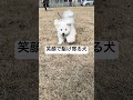 スローモーションで走る姿を撮ってみたら 子犬 犬との暮らし 犬のいる暮らし 犬動画 わんこ わんこ動画 shorts スローモーション