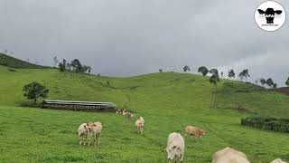 เมื่อวัวรู้ว่าเจ้าของมาหา - When  cows know that the owner has arrived. 🐂