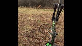 Khali’s first 3D archery shoot outdoors at the leroy sportsman’s association