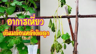 EP.13 🤔อาการเหี่ยวต้นเมล่อนหลังติดลูก🍈🤠 |เฟิร์สช๊อย channel