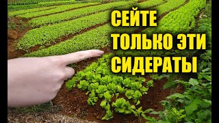 СЕЙТЕ ТОЛЬКО ЭТИ СИДЕРАТЫ!!!