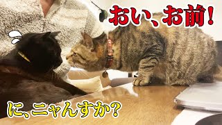 お父さんとの時間を何度も邪魔してくる黒猫に遂にブチ切れるキジトラ猫