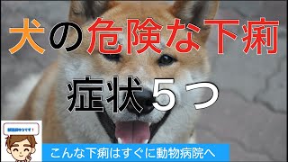 犬の危険な下痢の症状５つ　【獣医師がやさしく解説】