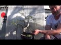 bonsai 2019 7 betula gestaltung einer birke