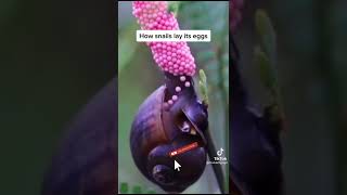 How snails lay eggs 😳😦😦omg that's creepy|| how things actually work #shorts