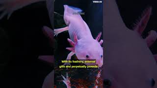 Axolotl #4k