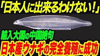 【海外の反応】近畿大学がウナギの完全養殖に成功！世界初の快挙に輸出大国の中国が絶句